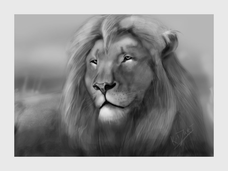 900x675 A Lion Study In Black And White By K D Art - Lion Painting Black And White