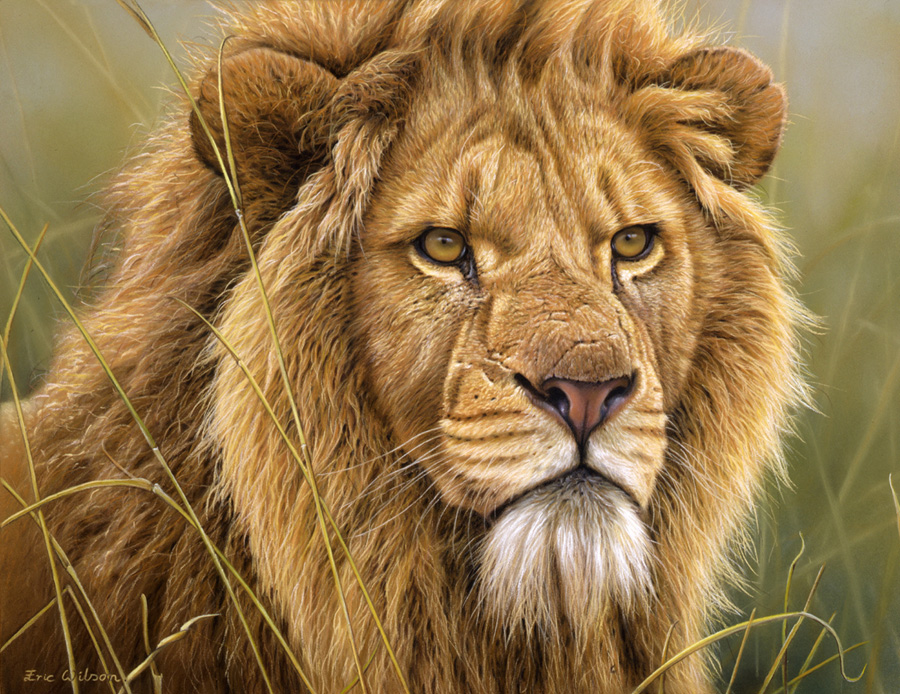 900x694 Eric Wilson Wildlife Artist Lion Paintings - Lion Painting Images