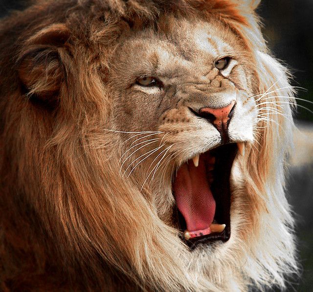 640x597 Lion Roaring - Lion Roaring Painting