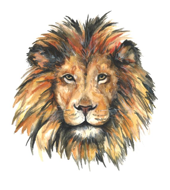 570x639 Lion Watercolor Print Lion Watercolor Painting Lion Art - Lion Watercolor Painting