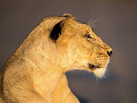 570x428 Lioness Profile Canvas Painting Octotreasure - Lioness Painting