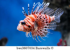 270x194 1,511 Lionfish Posters And Art Prints Barewalls - Lionfish Painting