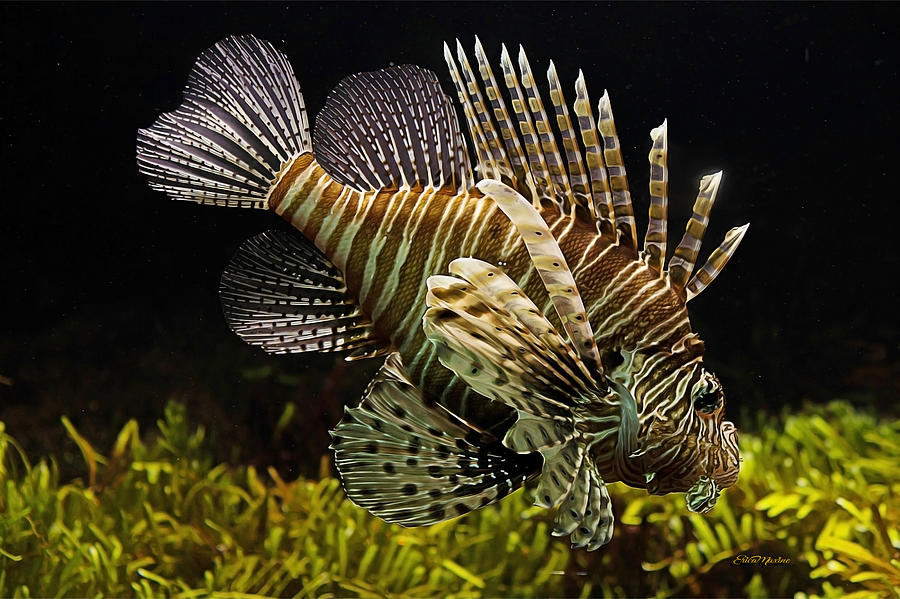 900x599 Lionfish Painting Photograph By Ericamaxine Price - Lionfish Painting