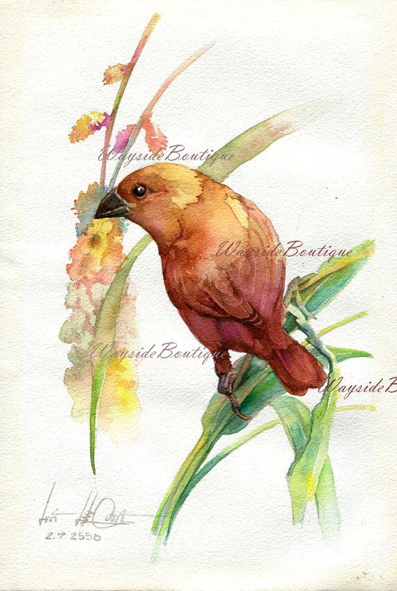 570x849 Little Bird - Little Bird Painting