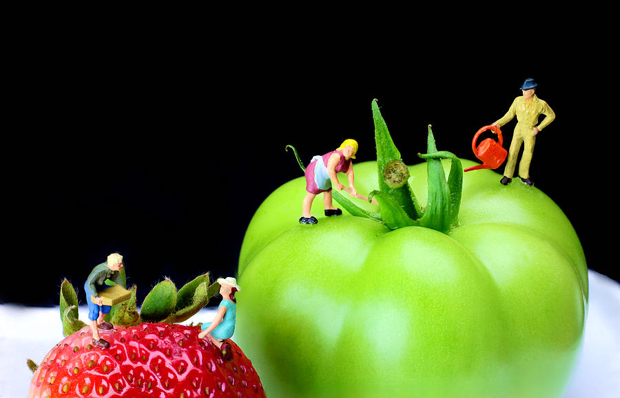 900x579 The Planting Tomato And Strawberry Little People On Food Painting - Little People Painting