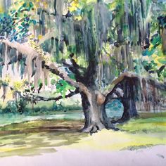 236x236 Live Oak Tree Watercolor Painting By Jennifer Branch Watercolor - Live Oak Painting