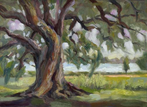504x367 Niki Gulley New White Rock Lake Live Oak Tree - Live Oak Painting