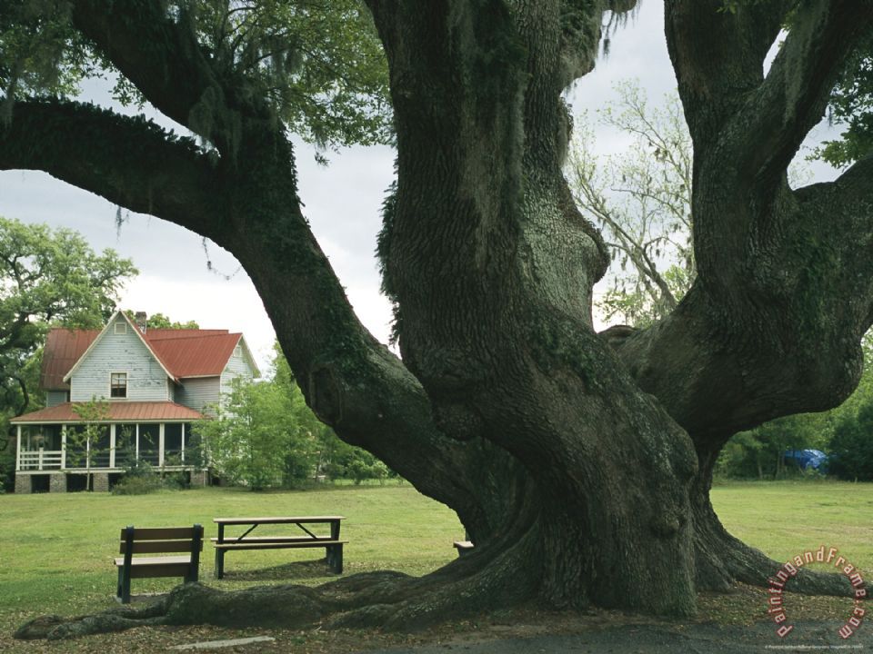 960x720 Raymond Gehman Benches Under A Live Oak Tree On The Grounds - Live Oak Painting