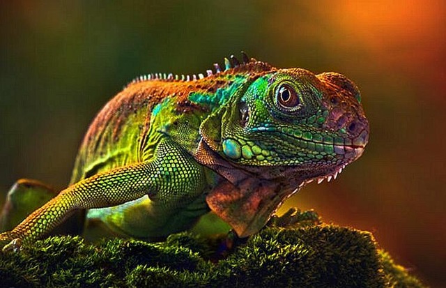 640x413 New 2017 Colored Lizard Diamond Painting 5d Diamond Diy Mosaic - Lizard Painting