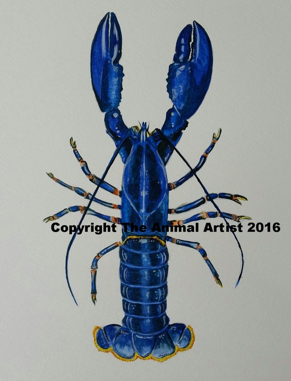 1000x1311 Original Watercolour Painting - Lobster Painting