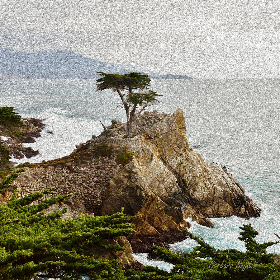 899x900 Painting Lone Cypress Detail Painting By Barbara Snyder - Lone Cypress Painting