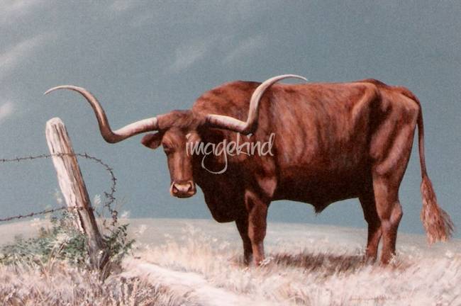 650x432 Longhorn Steer Painting By Didi Higginbotham - Longhorn Bull Painting