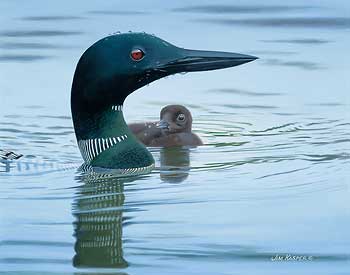 350x275 Loon Art Wild Wings - Loon Painting