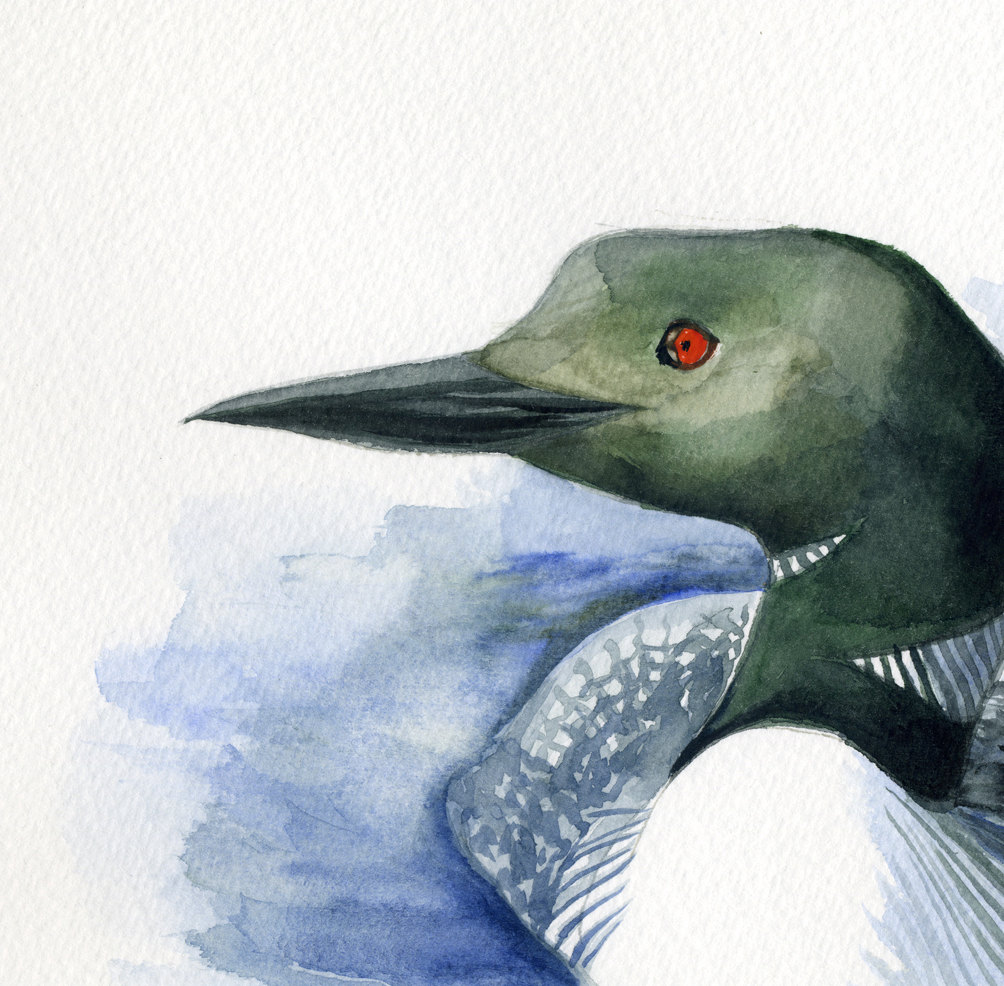 1004x986 Loon Painting Giclee Print From Original Watercolor Bird - Loon Painting