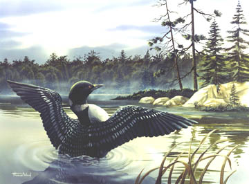 360x266 Loon Art, Loons, Loon Paintings, Wildlife Art By Painter - Loon Painting