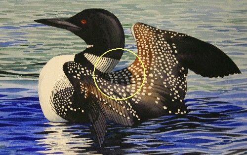 500x315 Related Image Loons Paintings And Water Reflections - Loon Painting