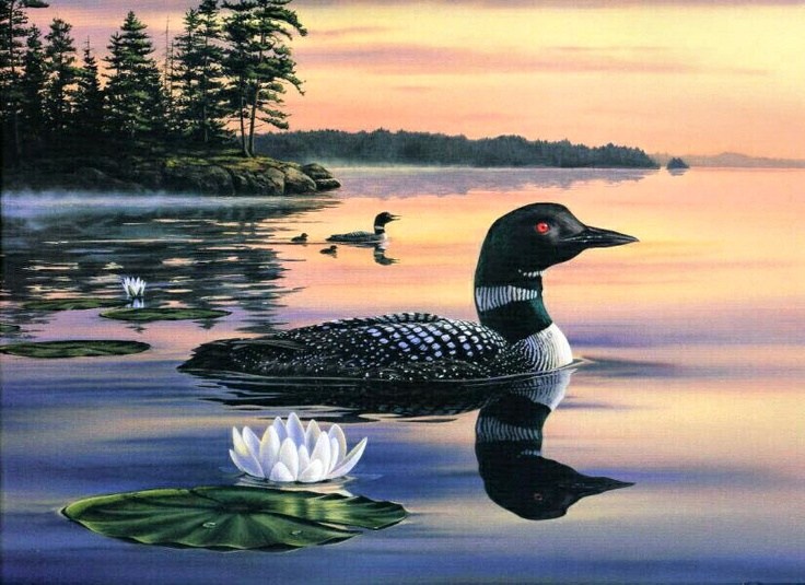 736x535 Loon Painting - Loon Painting
