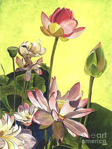 226x300 Lotus Flower Paintings Fine Art America - Lotus Blossom Painting