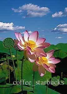 215x300 Online Cheap Lotus Flower In Blossom Beauty Amp Purity,hand Painted - Lotus Blossom Painting