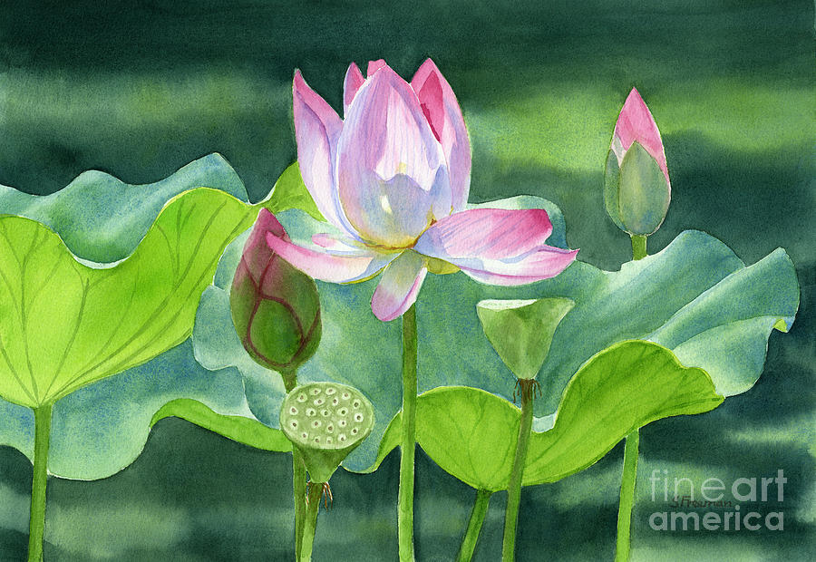 900x620 Pink Lotus Blossom Buds And Seed Pods Painting By Sharon Freeman - Lotus Blossom Painting