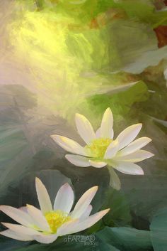 236x353 195 Best Lotus Flower Oil Painting Images On Lotus - Lotus Flower Oil Painting
