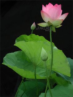236x314 The 195 Best Lotus Flower Oil Painting Images On Lotus - Lotus Flower Oil Painting