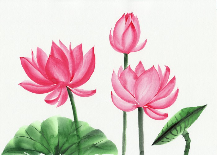 700x500 Watercolor Painting Of Pink Lotus Flower Wall Mural We - Lotus Flower Watercolor Painting