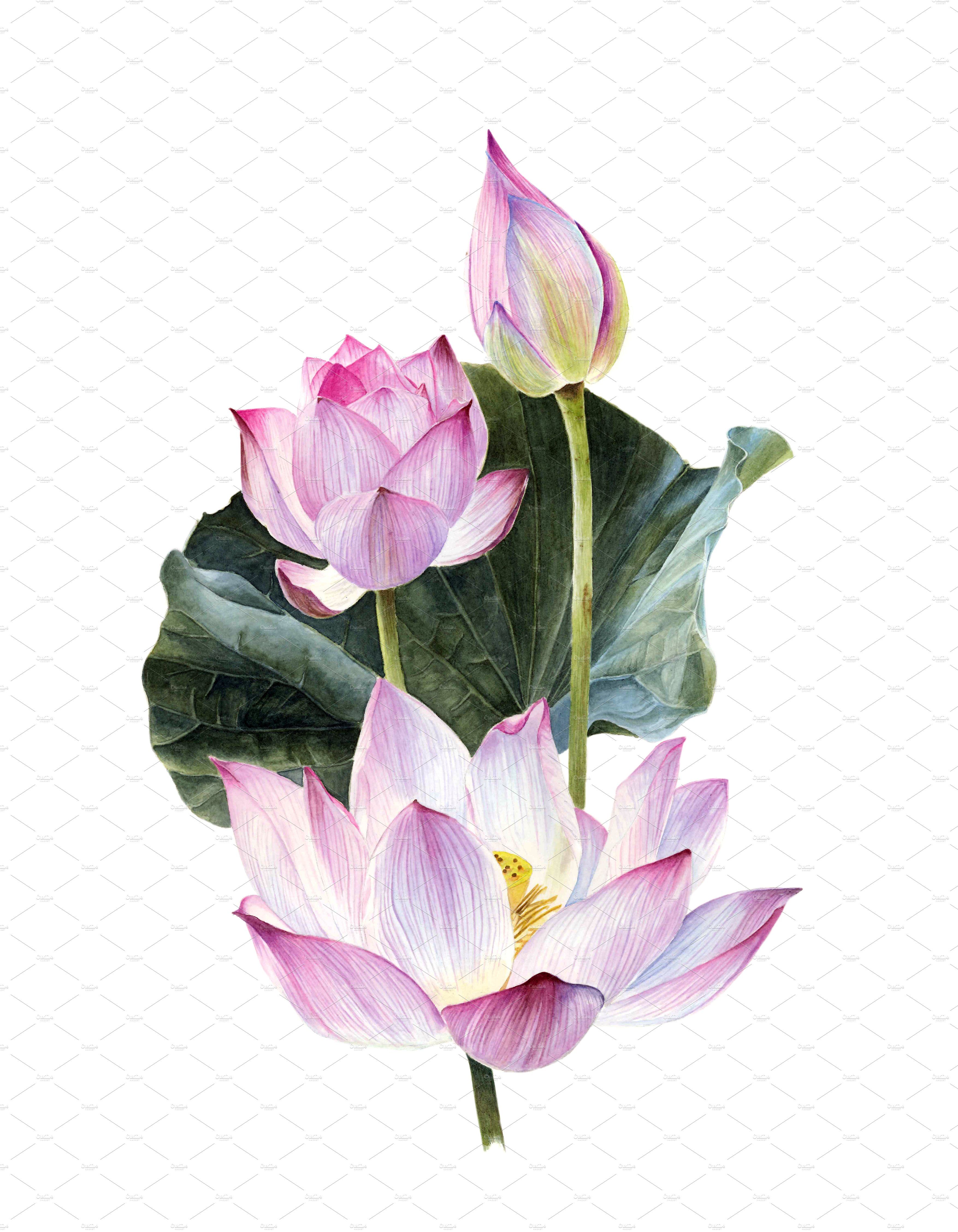 Lotus Flower Watercolor Painting At Paintingvalley Com Explore Collection Of Lotus Flower