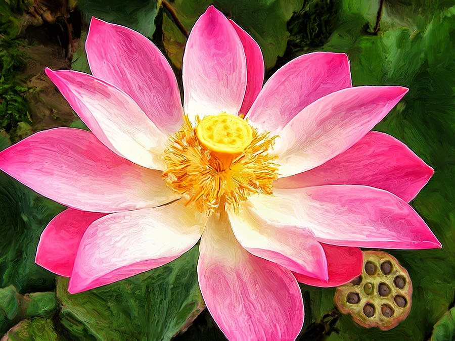 900x675 Pink Lotus Painting By Dominic Piperata - Lotus Painting