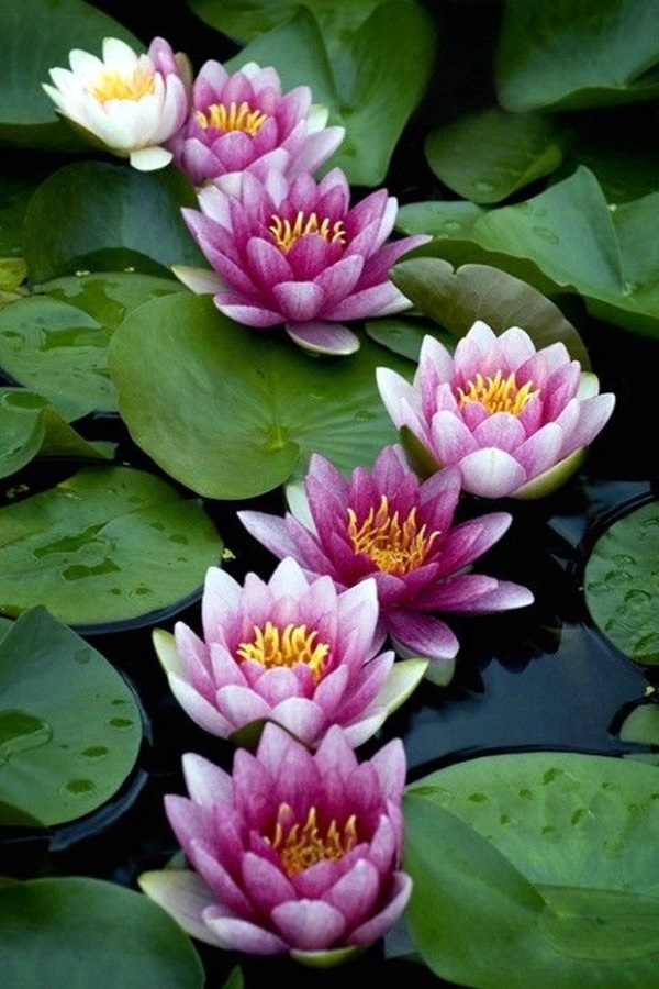 600x900 40 Peaceful Lotus Flower Painting Ideas - Lotus Painting