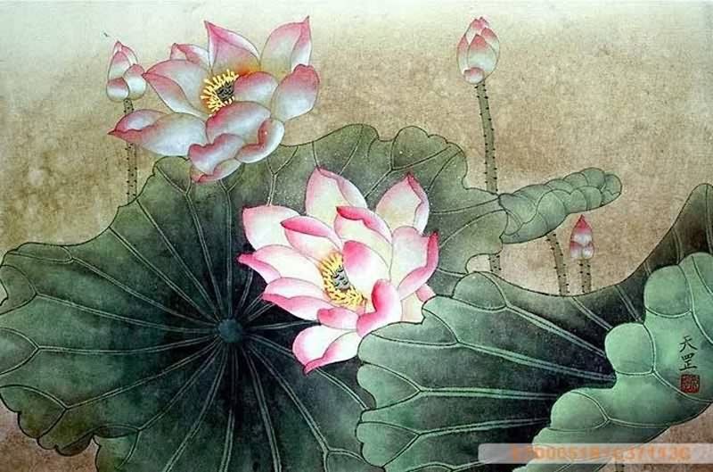 800x529 Chinese Lotus Painting Lotus 2320007, 50cm X X - Lotus Painting