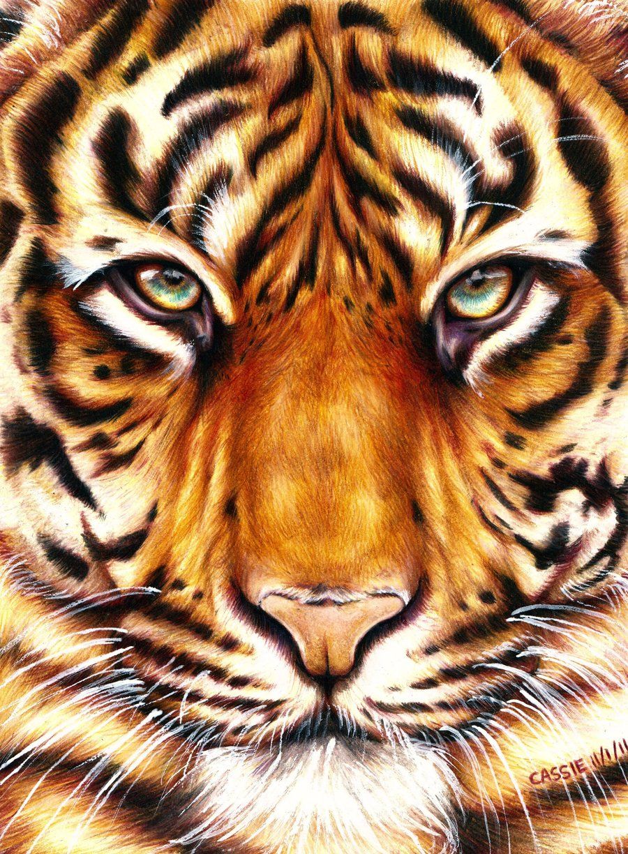 900x1224 Tiger - Lsu Tiger Painting