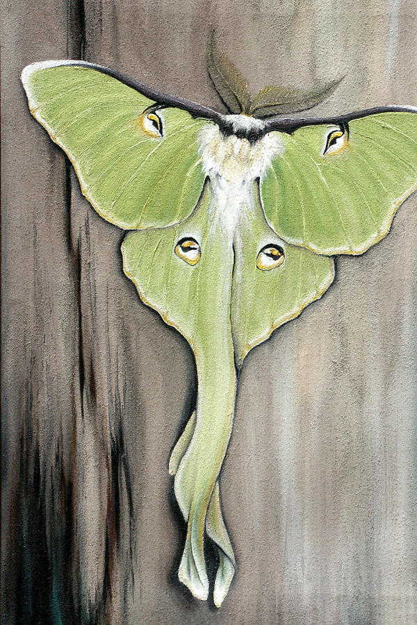 600x900 Luna Moth Painting By Antoinette Houtman - Luna Moth Painting