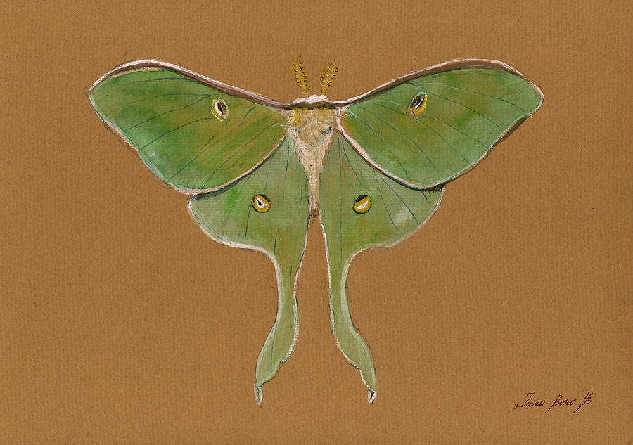 900x633 Luna Moth Painting By Juan Bosco - Luna Moth Painting