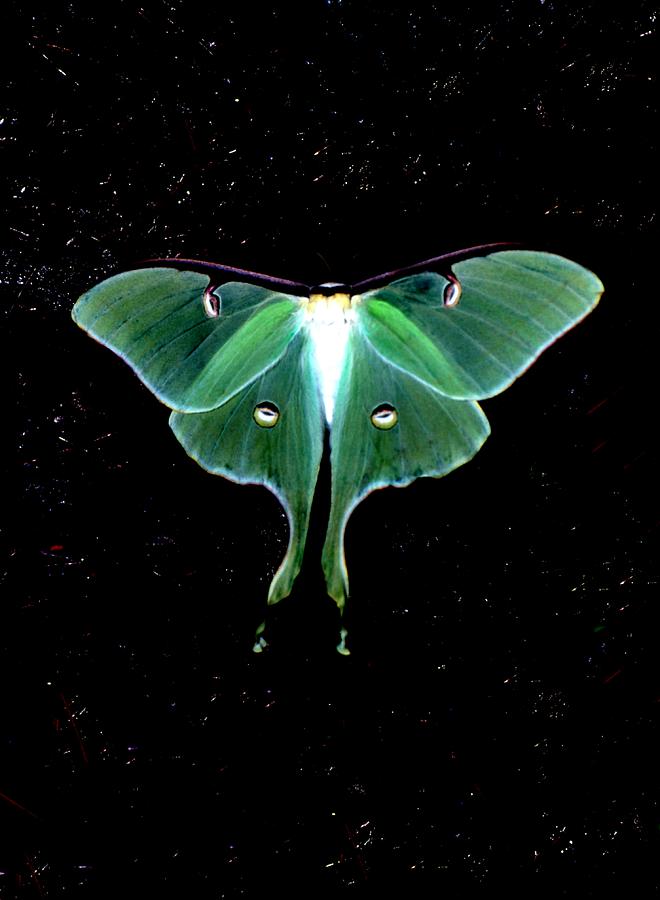 660x900 Luna Moth Photograph By John Foote - Luna Moth Painting
