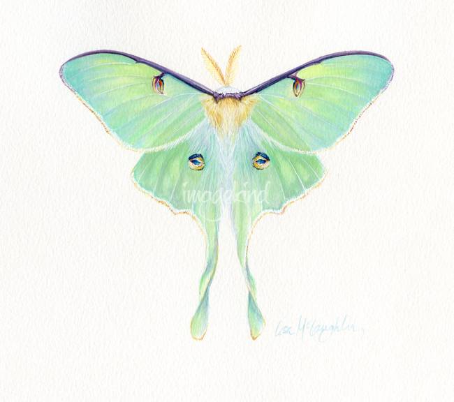 650x576 Luna Moth By Lisa Mclaughlin - Luna Moth Painting