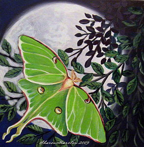 294x300 Luna Painting By Sharon Marcella Marston - Luna Moth Painting