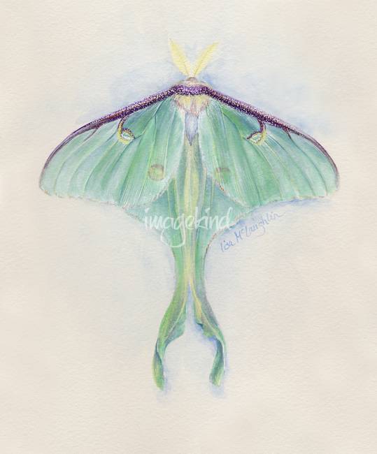 539x650 Stunning Luna Moth Painting Reproductions For Sale On Fine Art - Luna Moth Painting