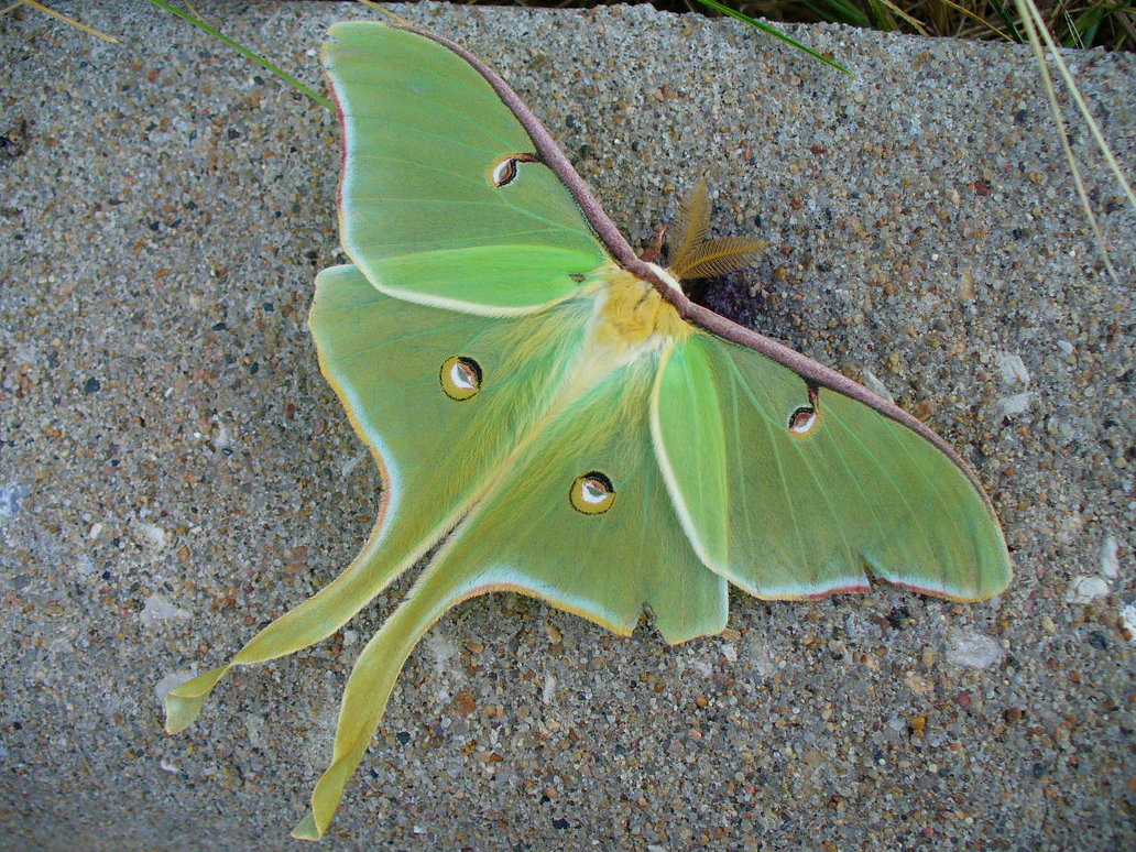 1032x774 Luna Moth By Zephyrofgod - Luna Moth Painting