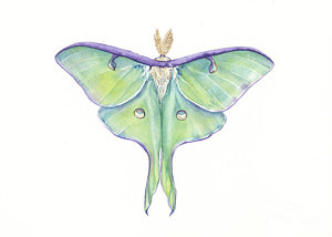 300x214 Luna Moth Actias Luna Painting By Shirley Greenville - Luna Moth Painting