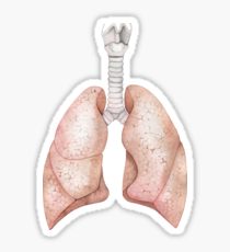 210x230 Lungs Painting Amp Mixed Media Stickers Redbubble - Lungs Painting