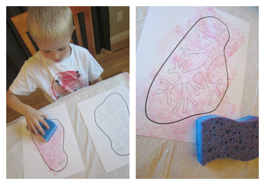 855x600 Relentlessly Fun, Deceptively Educational Sponge Stamped Lungs - Lungs Painting