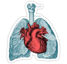 236x226 Lung Watercolor Painting - Lungs Painting