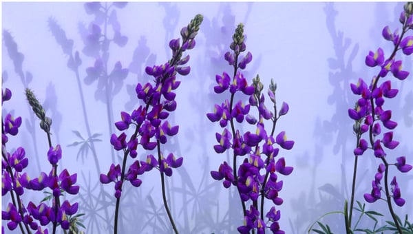 600x340 Lupine Painting - Lupine Painting
