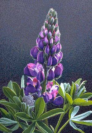 300x432 Lupine Paintings Wildflower Fine Art Print Sold Out - Lupine Painting