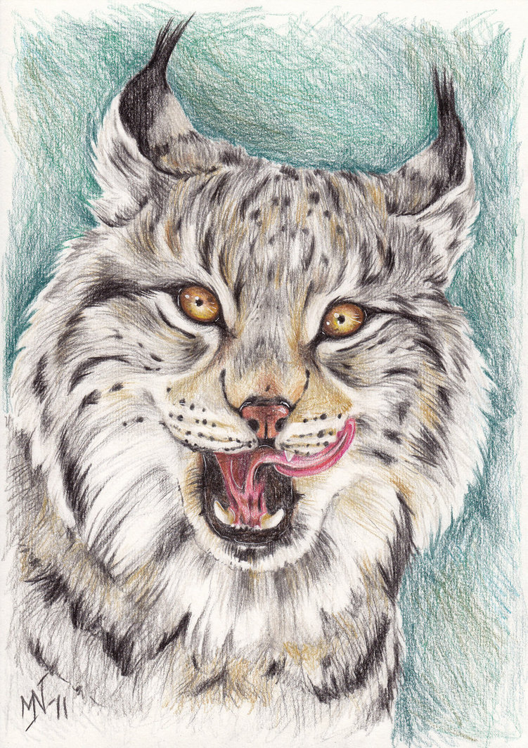 751x1064 Lynx - Lynx Painting
