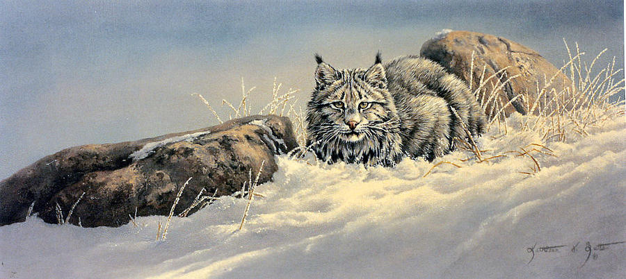900x402 Lynx Painting By Kathleen V Butts - Lynx Painting