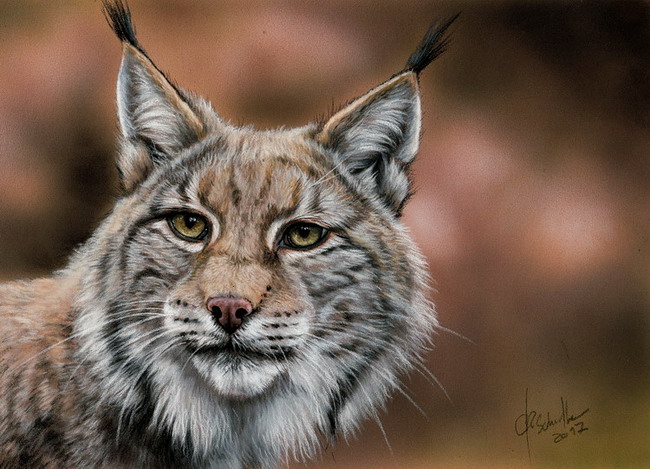 650x469 Lynx Pastel Painting Christina Schulte Fine Art - Lynx Painting