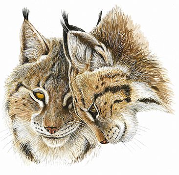 366x358 Northern Lynx (Sold) - Lynx Painting