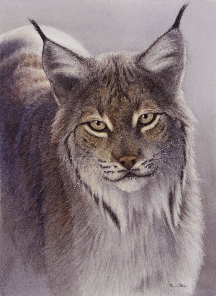 730x1000 Renso Tamse Wildlife Artwork - Lynx Painting